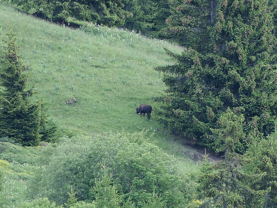 A cow grazing on a high slope in Anzere