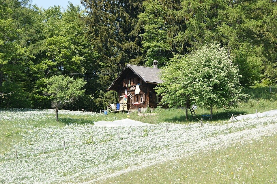 Fields of wild narcissus blooming on the slopes of Les Pléiades in spring